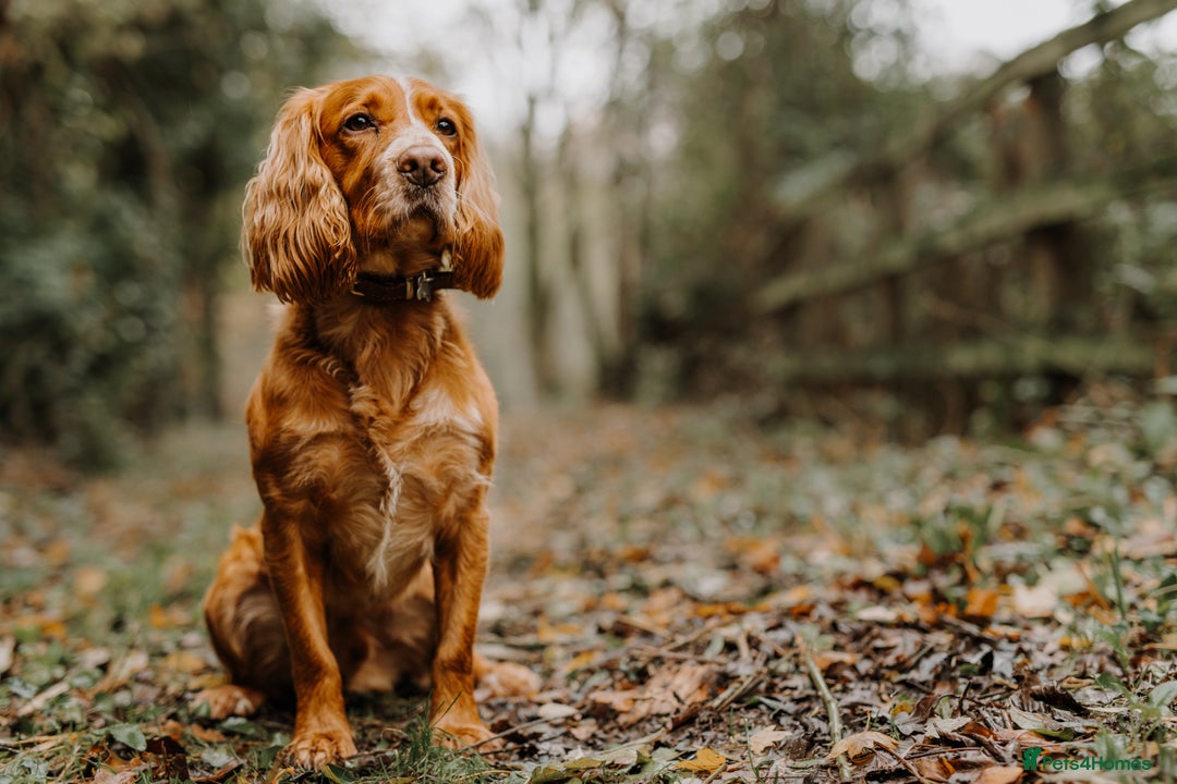 Cocker Spaniel dogs for sale: Stunning Cocker Spaniels - Image 9