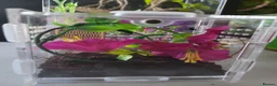 Spiders invertebrates for sale: Jumping Spiders phidippus regius - Advert 4
