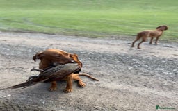 Mixed Breed dogs for sale: Vizla x Fox Red Lab (75/25) Puppies - Image 29