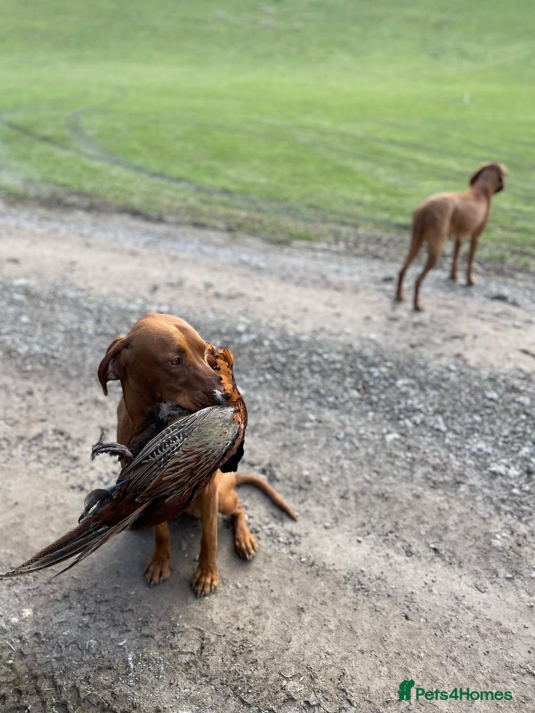 Mixed Breed dogs for sale: Vizla x Fox Red Lab (75/25) Puppies - Image 29