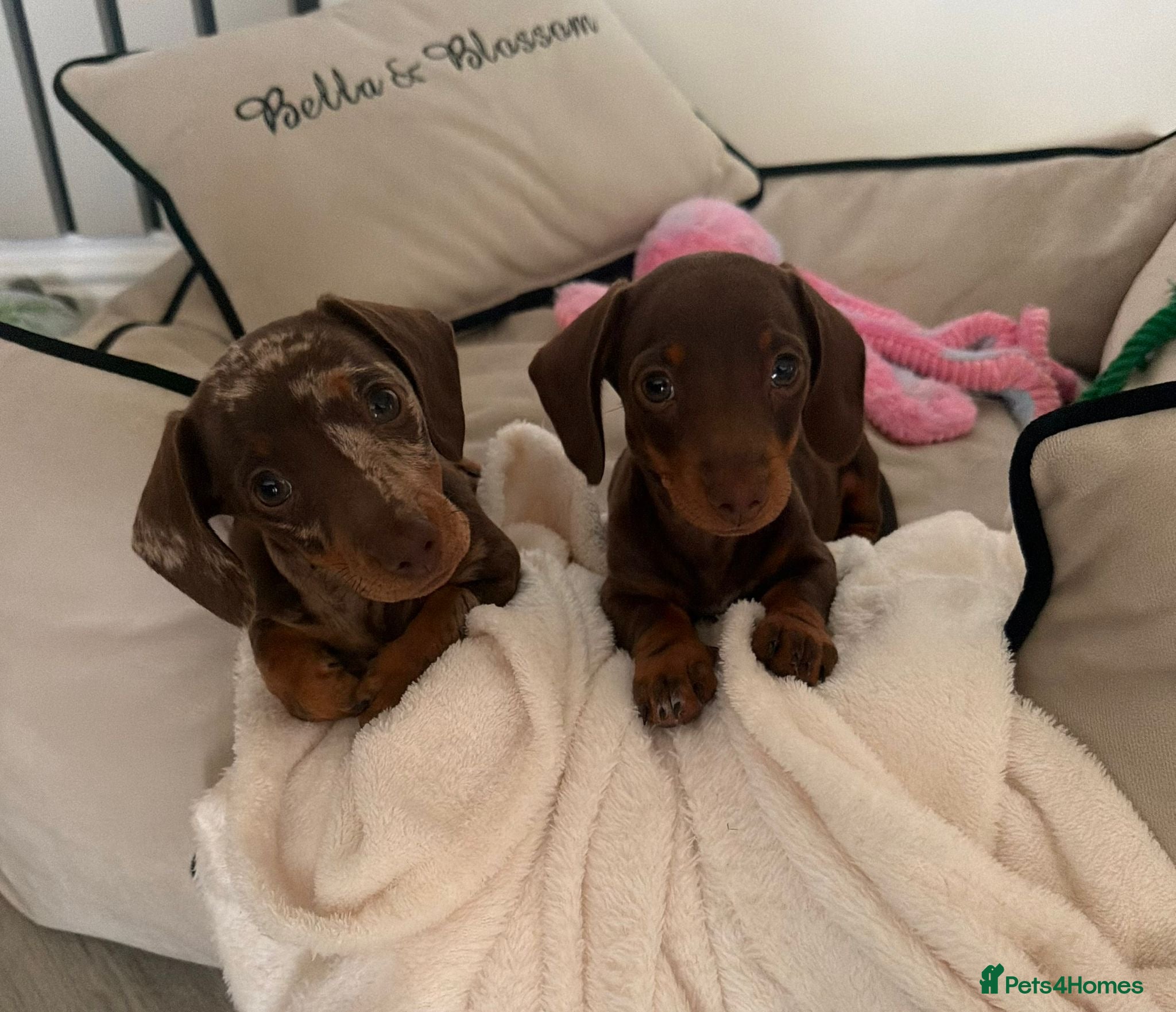 Miniature Dachshund dogs READY TO LEAVE KC miniature dachshund puppies - Advert 1