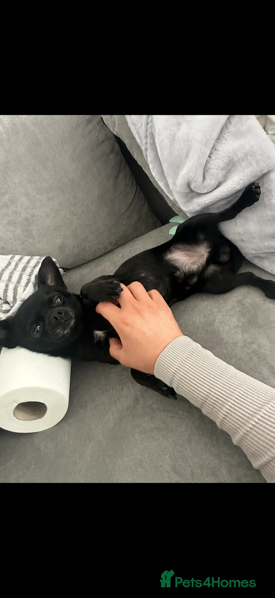 Chihuahua dogs for stud: Black brown chihuahua for STUD - Advert 3