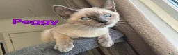 Ragamese cats for sale: Two Beautiful Ragamese Girls Ready To Leave Now - Advert 3