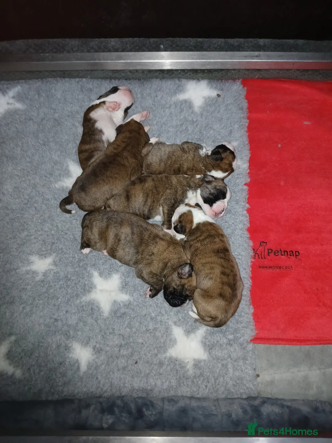 Boxer dogs for sale: champion sired boxer pups  - Advert 10