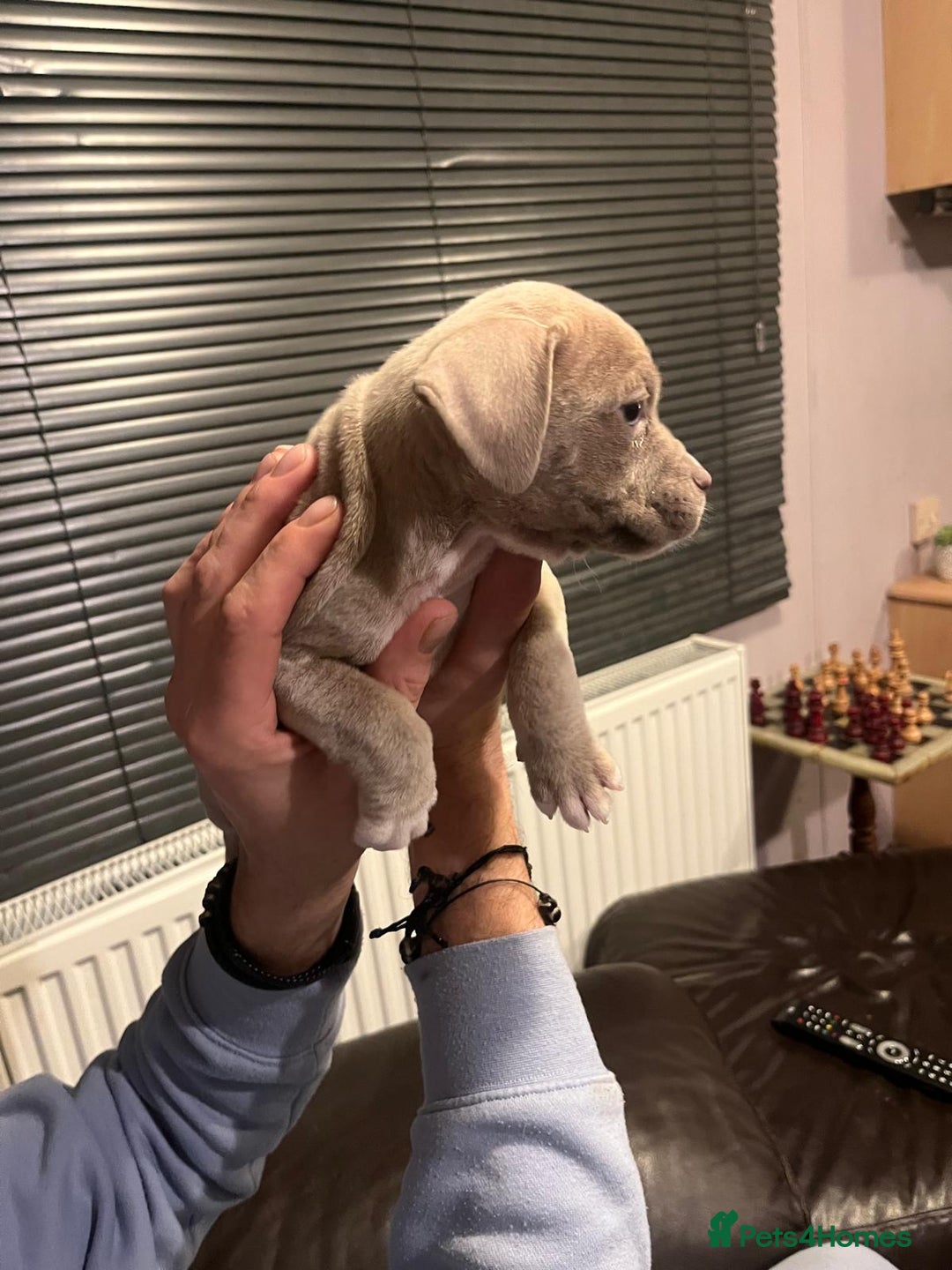 Mixed Breed dogs for sale: Boxer/Staff/Cane Corso Puppies for Sale - Advert 23