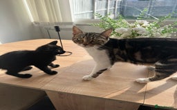 Mixed Breed cats for sale: Black kitten - Image 4