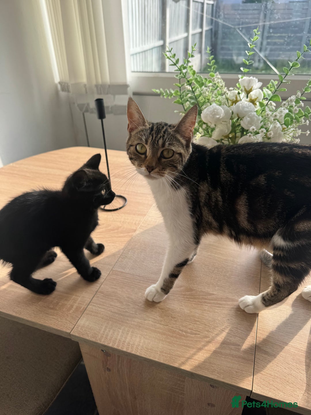 Mixed Breed cats for sale: Black kitten - Image 4