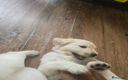 Golden Retriever dogs for sale: Cream Golden Retriever Puppies –Family Raised  - Image 28