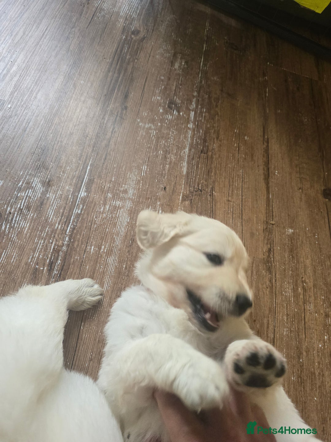 Golden Retriever dogs for sale: Cream Golden Retriever Puppies –Family Raised  - Image 28