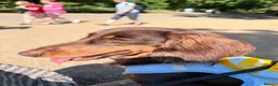 Miniature Dachshund dogs for stud: KC Registered Miniature Long-Haired Dachshund in London - Advert 6