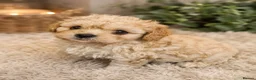 Cavachon dogs for sale: ✨️LAST STUNNING H/TESTED CREAM F1 CAVACHON BITCH✨️ - Advert 2