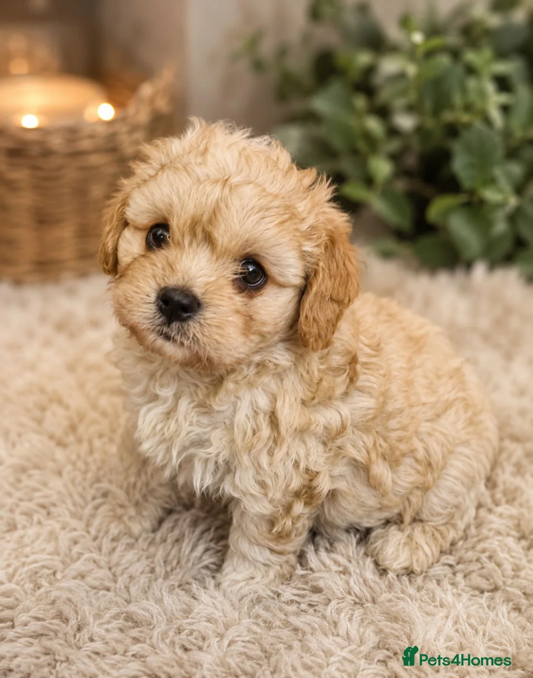 Cavachon dogs for sale: ✨️LAST STUNNING H/TESTED CREAM F1 CAVACHON BITCH✨️ - Advert 2