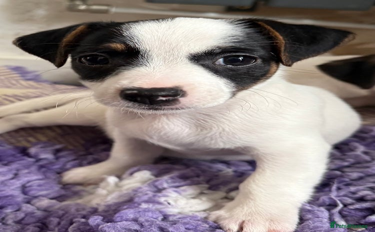 Jack Russell dogs - Advert 4