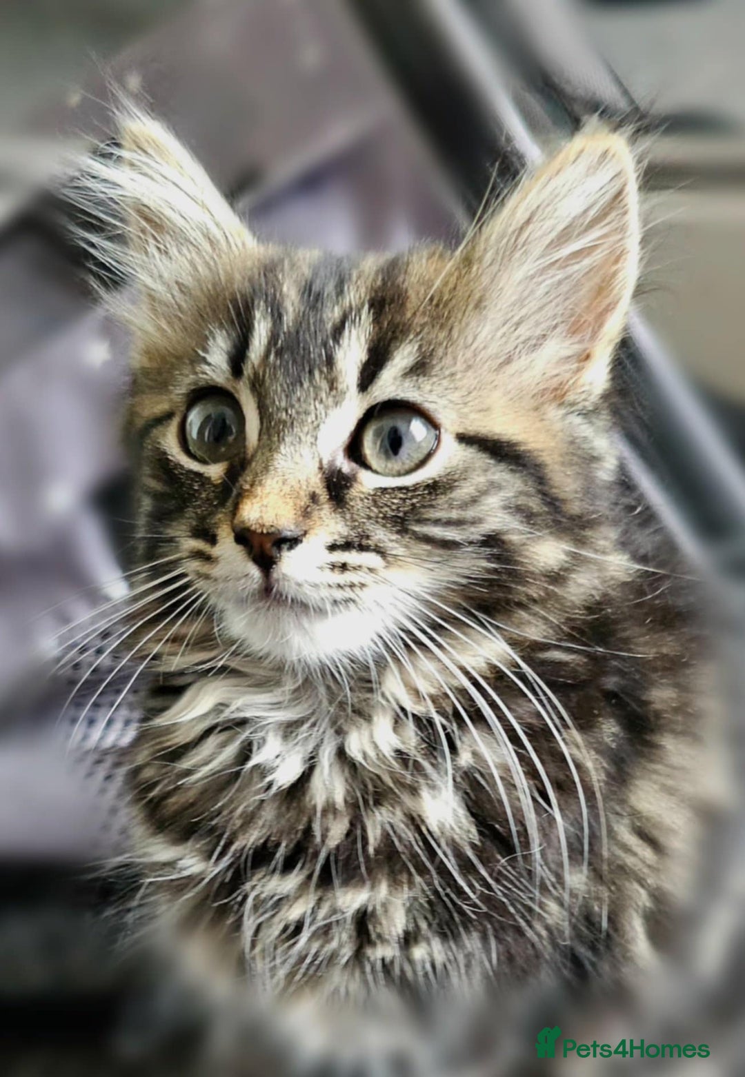 Maine Coon cats for sale: Small female maine coon cross - Advert 1