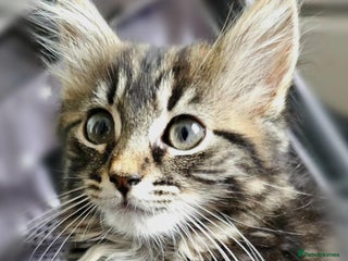 Maine Coon cats for sale: Small female maine coon cross - Advert 1