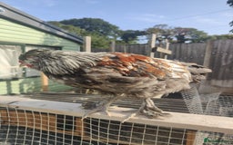 Chickens poultry for sale: 2 x beautiful Cockerells  - Image 3
