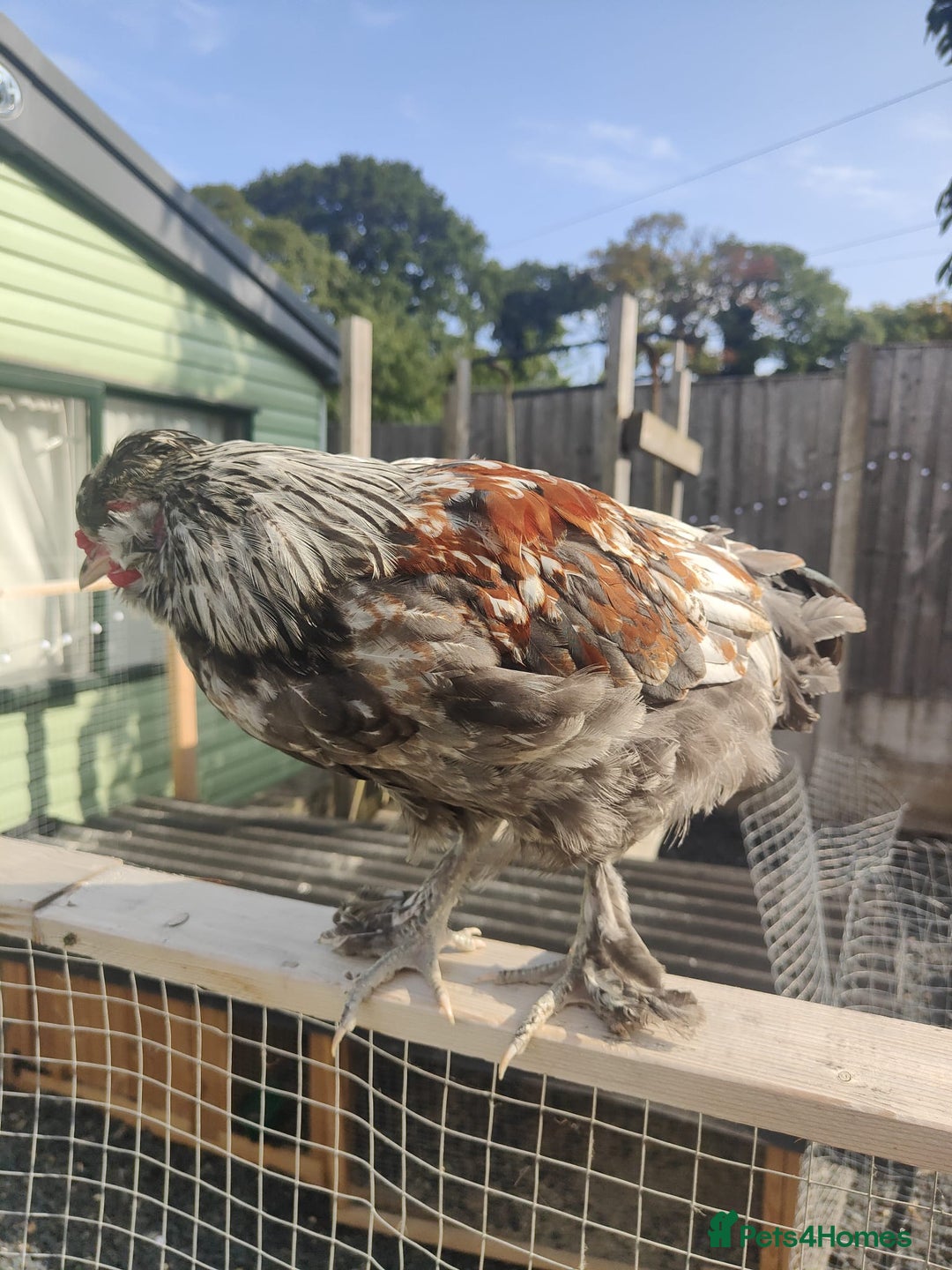 Chickens poultry for sale: 2 x beautiful Cockerells  - Image 3