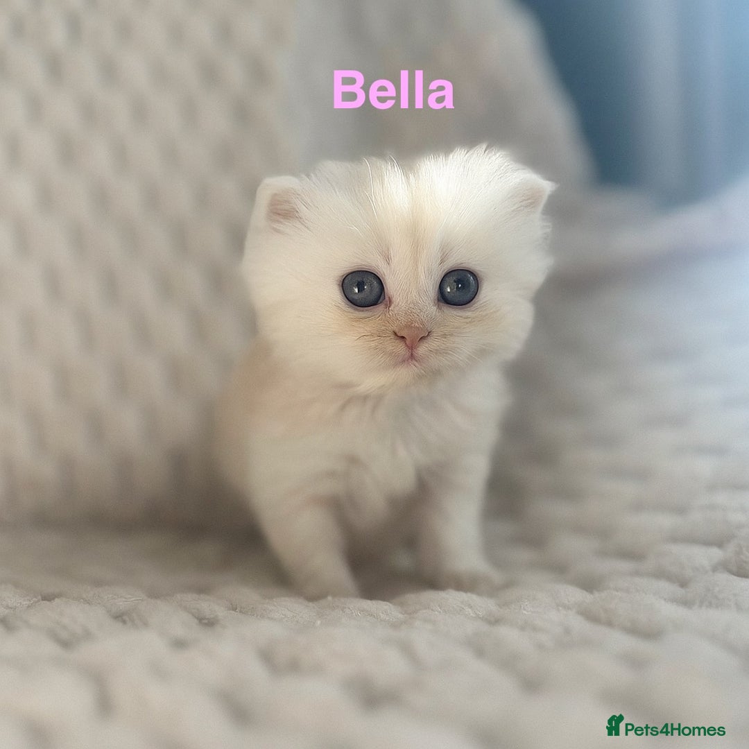 Persian cats for sale: 4 Beautiful Pure Persian Kittens PKD Neg - Image 2