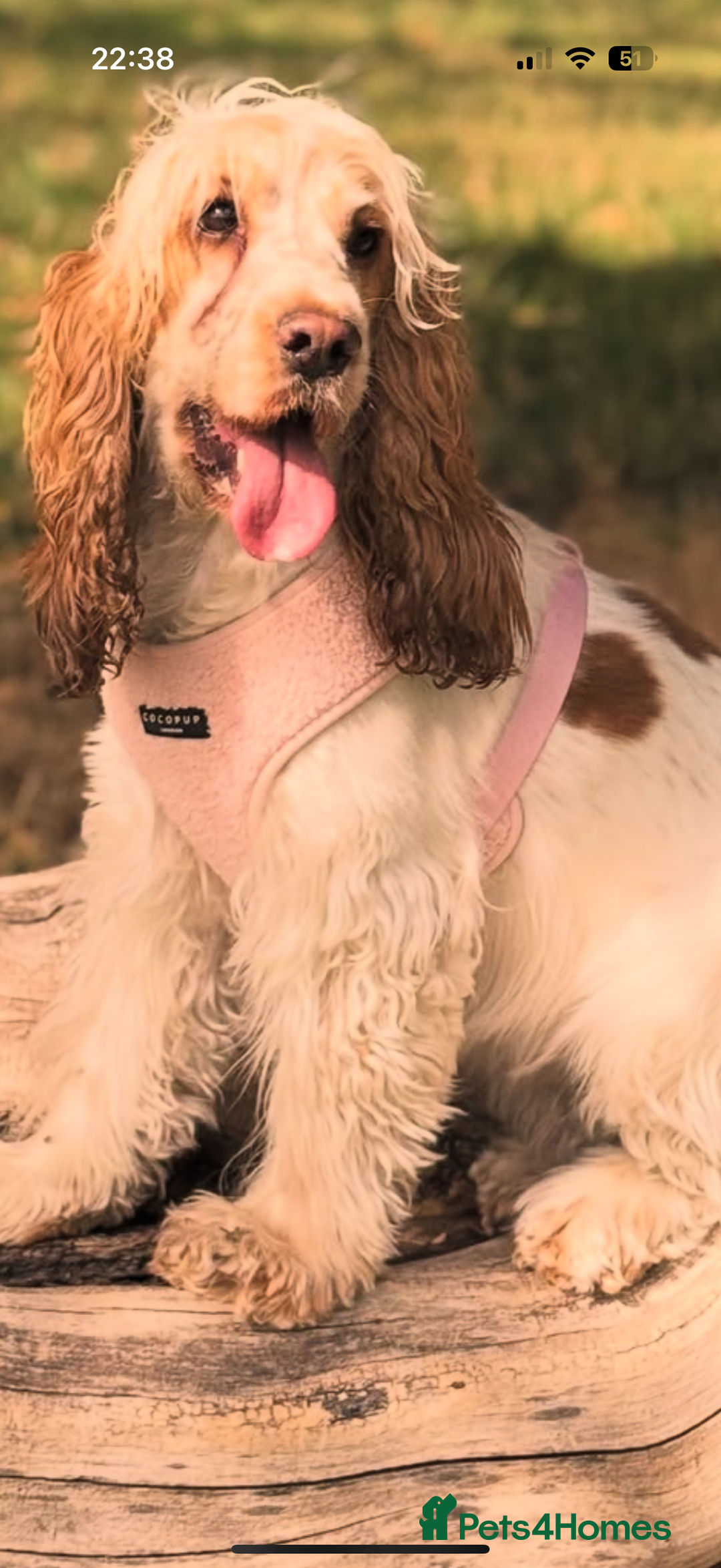 Cocker Spaniel dogs for sale: Lovely girl for rehome  - Advert 7