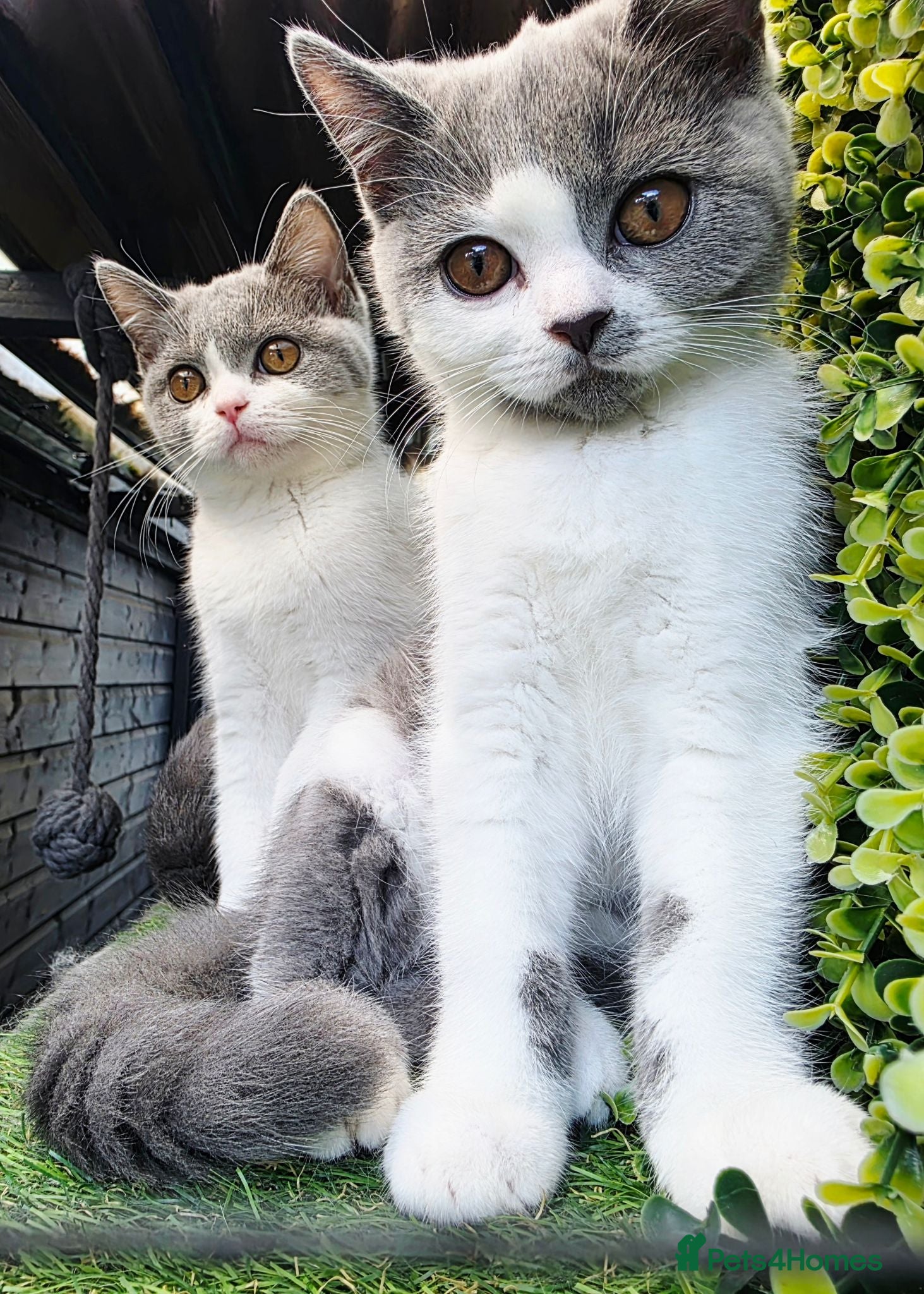 British Shorthair cats 2 girls BSH- Reduced to help find loving homes - Advert 1