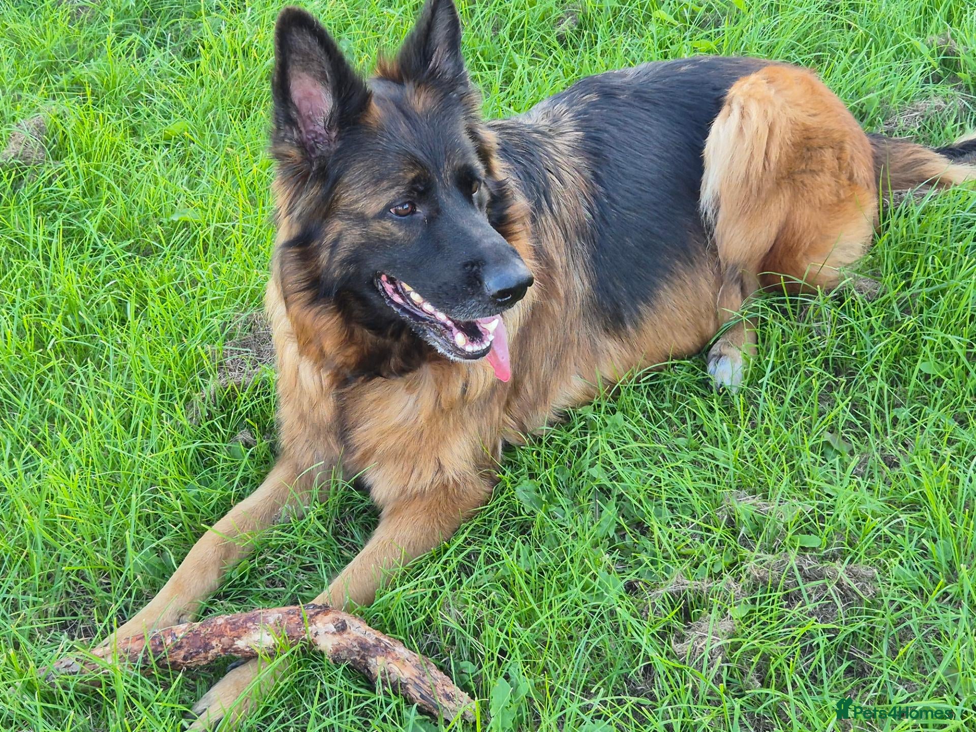 German Shepherd dogs Stunning GSD Puppies – KC Registered –  DM Clear - Advert 2