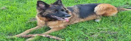 German Shepherd dogs for sale: Stunning GSD Puppies – KC Registered –  DM Clear - Advert 3