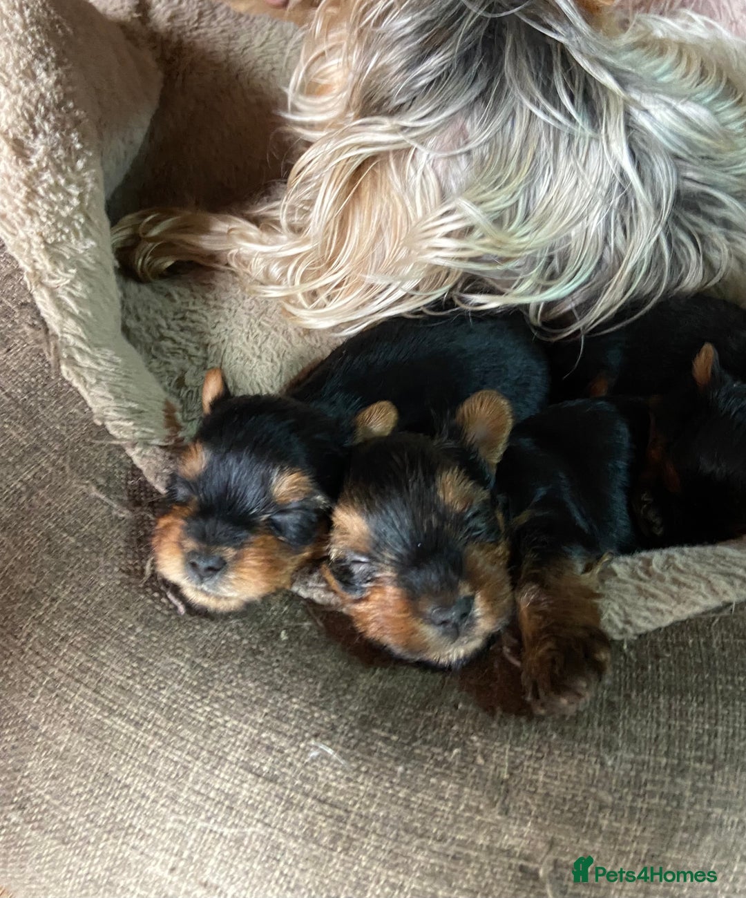 Yorkshire Terrier dogs for sale: Pure Breed Toy Yorkshire Terrier Pups Ready Now!  - Image 4