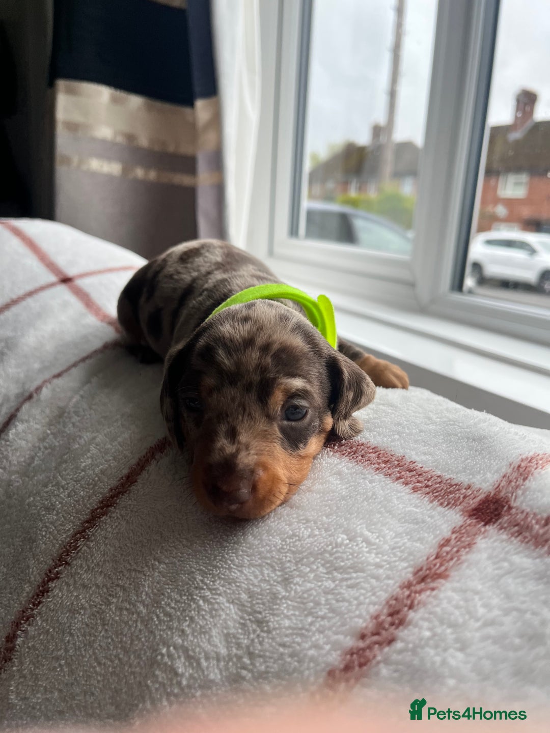 Miniature Dachshund dogs for sale: Beautiful Dachshund puppy’s  - Image 24