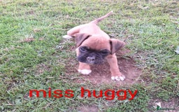 Boxer dogs for sale: Boxer puppies kennel club reg 5 star licence  - Image 9
