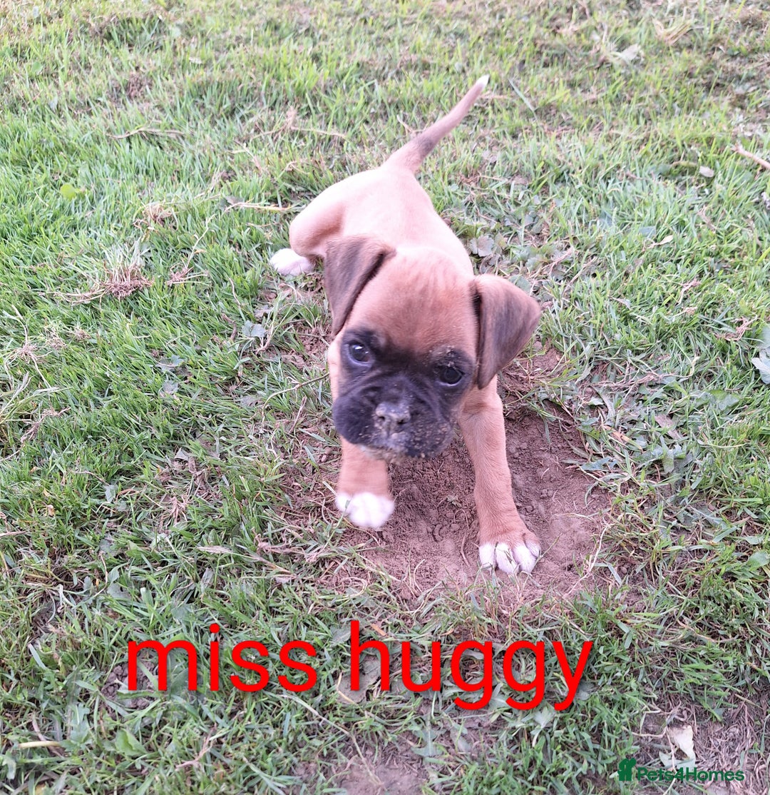 Boxer dogs for sale: Boxer puppies kennel club reg 5 star licence  - Image 9
