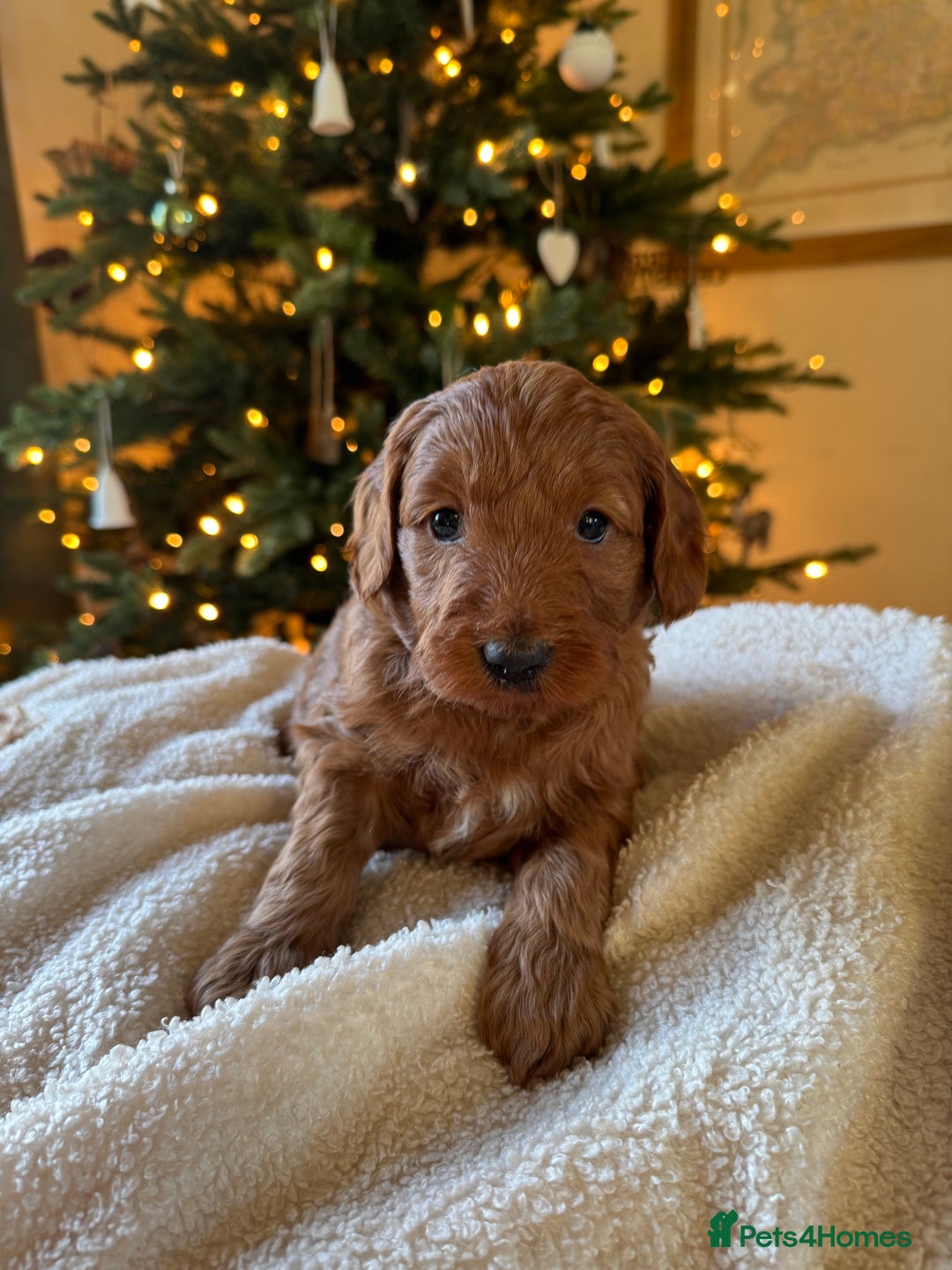 Australian Labradoodle dogs for sale: Deepest Red Australian Labradoodles - Advert 5