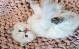 Ragdoll cats for sale: Full ragdoll kittens flame and seal  - Image 8