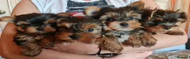 Yorkshire Terrier Puppy 1
