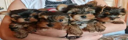 Yorkshire Terrier dogs for sale: Mini Yorkshire Terrier - Advert 5