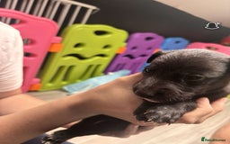 Whippet dogs for sale: Beautiful working whippets  - Image 5