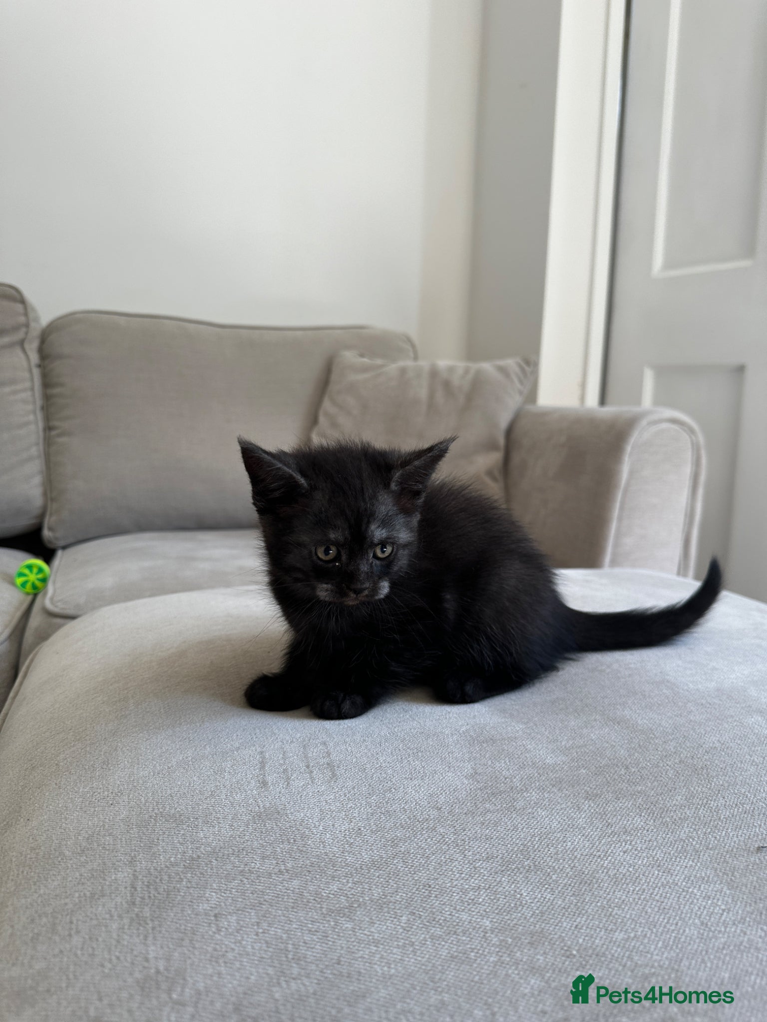Mixed Breed cats for sale: Maine Coon x British Short Hair Kittens in Cambridge - Advert 17