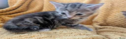 Mixed Breed cats for sale: Beautiful orange, grey and tabby kittens  - Advert 15