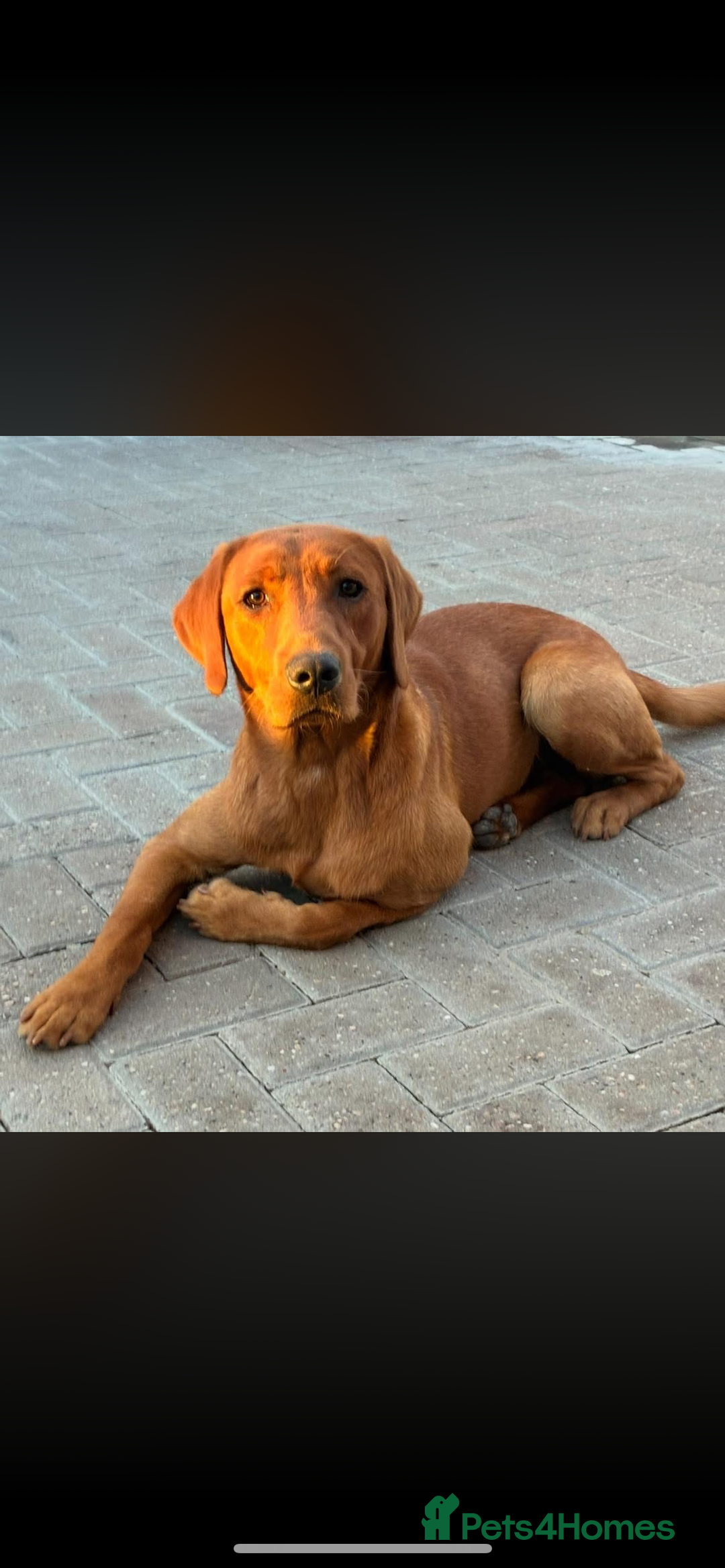 Labrador Retriever dogs for stud: Kc fox red male STUD only  - Advert 1