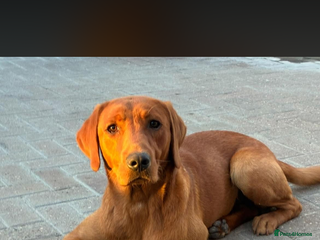 Labrador Retriever dogs Kc fox red male STUD only - Advert 1