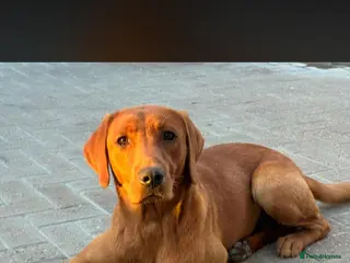 Labrador Retriever dogs Kc fox red male STUD only - Advert 10