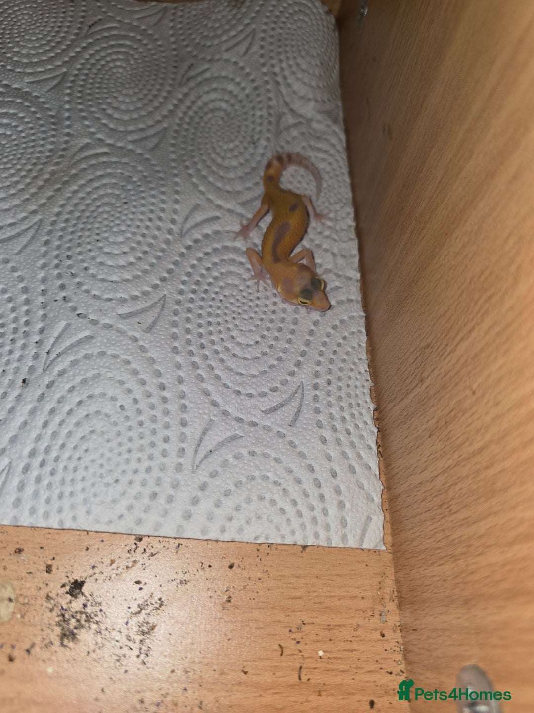 Leopard Gecko reptiles for sale: Baby leapard gecko  - Image 4
