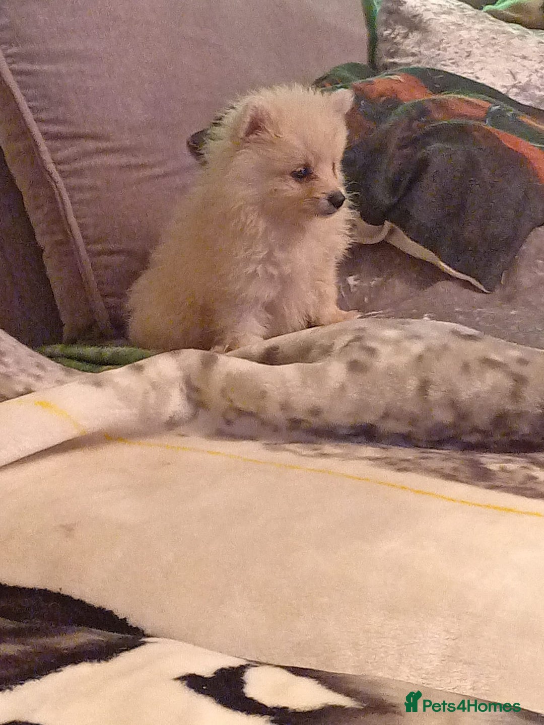 Pomeranian dogs for sale: Pomeranian boy puppy  - Advert 3