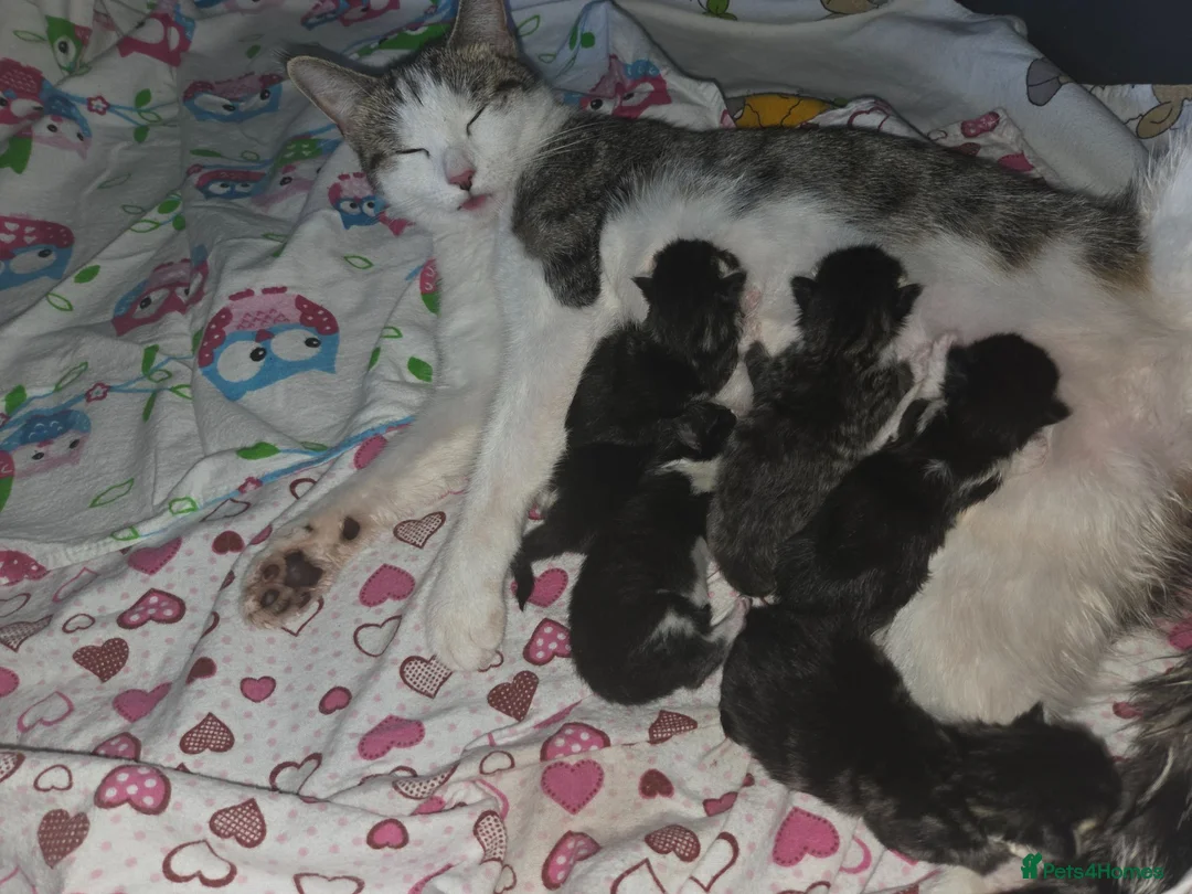 Mixed Breed cats for sale: Kittens looking for their forever homes - Advert 1