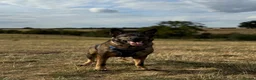 German Shepherd dogs for sale: Male German shepherd 7years - Advert 14