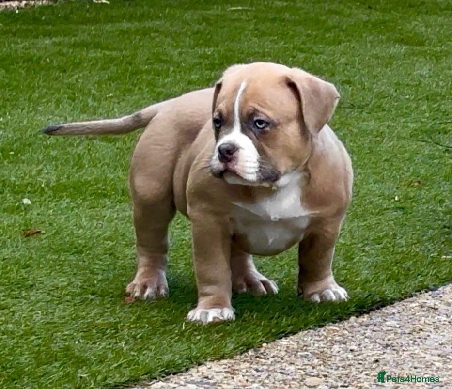American Bully dogs Muscletone Bloodline American Bully Puppies - Advert 1