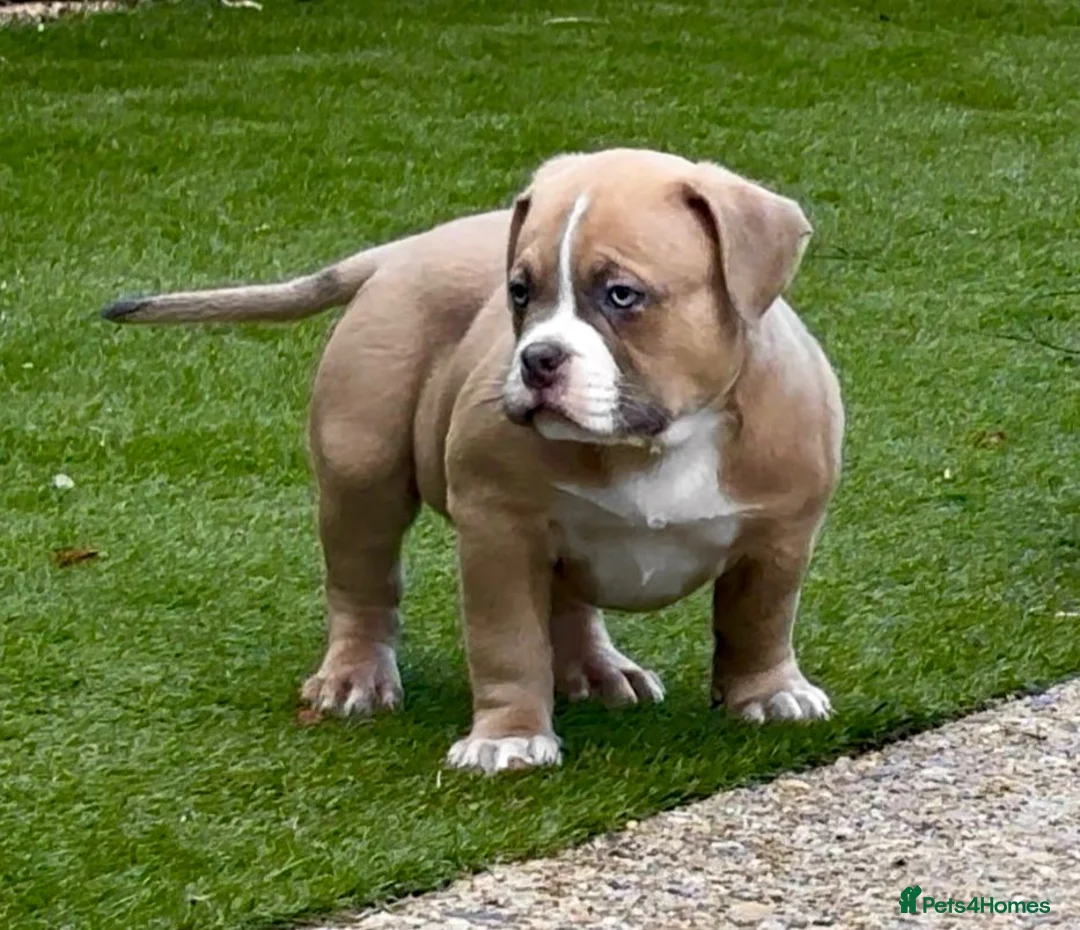 American Bully dogs for sale: Muscletone Bloodline American Bully Puppies - Advert 1