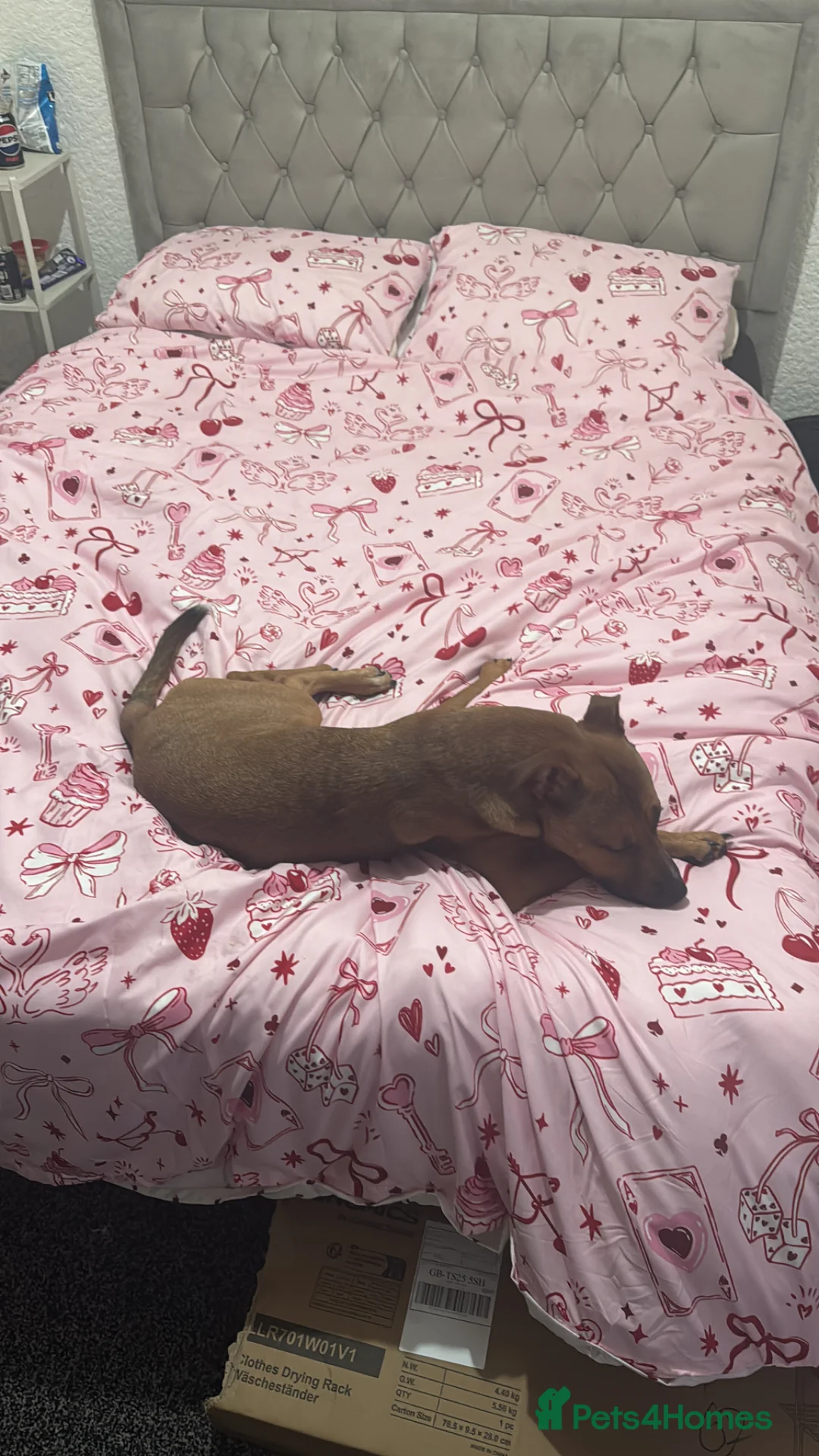 Mixed Breed dogs for sale: Milo  - Advert 8