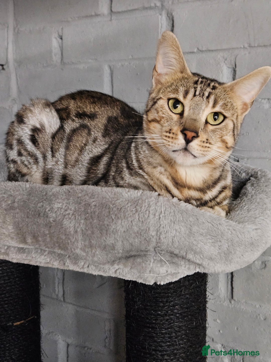 Bengal cats for sale:  💙 2 Tica Male Bengals.💙 £500  - Image 12
