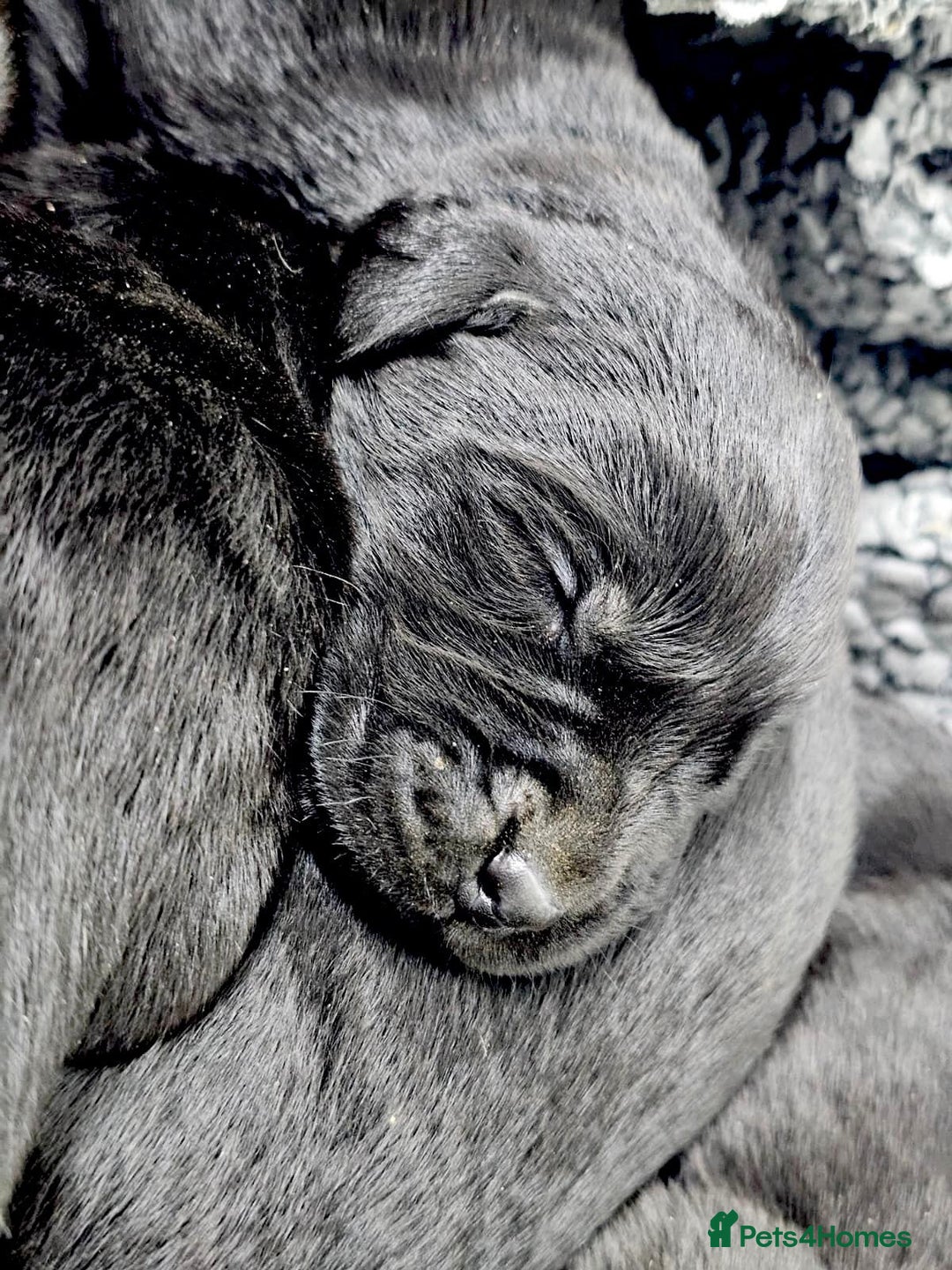 Labrador Retriever dogs for sale: 🐾 Adorable Black Labrador Puppies Ready Soon 🖤🐾 - Image 16