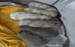 Mixed Breed dogs for sale: French bulldog X English bulldog  - Image 1